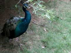 -广东茂名森林公园