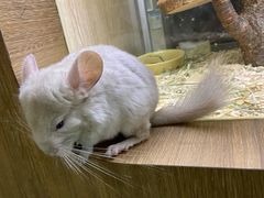 -藦茜花园宠物主题亲子互动体验馆(国顺东路店)