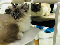 -喵的天空名猫咖啡馆·撸猫·猫舍·用品