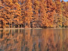 -上海海湾国家森林公园