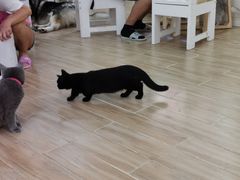 -李小姐の猫咖啡馆(五角场店)