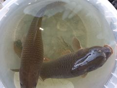 -DGE季风钓虾营地·团建·聚会