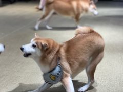 -逗柴咖啡屋·狗咖猫咖宠物桌游
