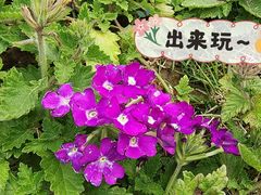 -苏州上方山国家森林公园