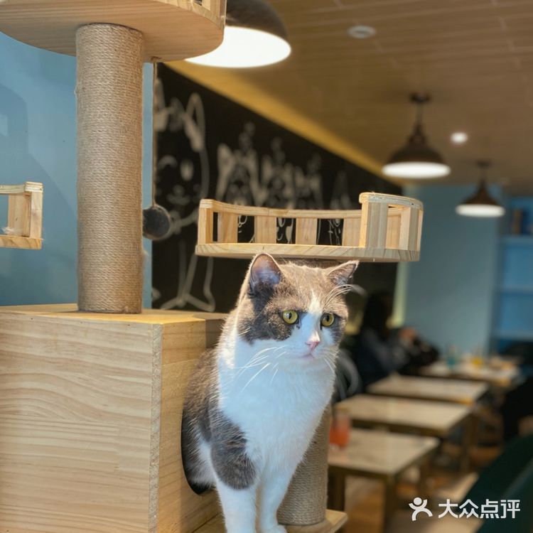 咖｜2只驼驼+27只猫猫的至尊服务