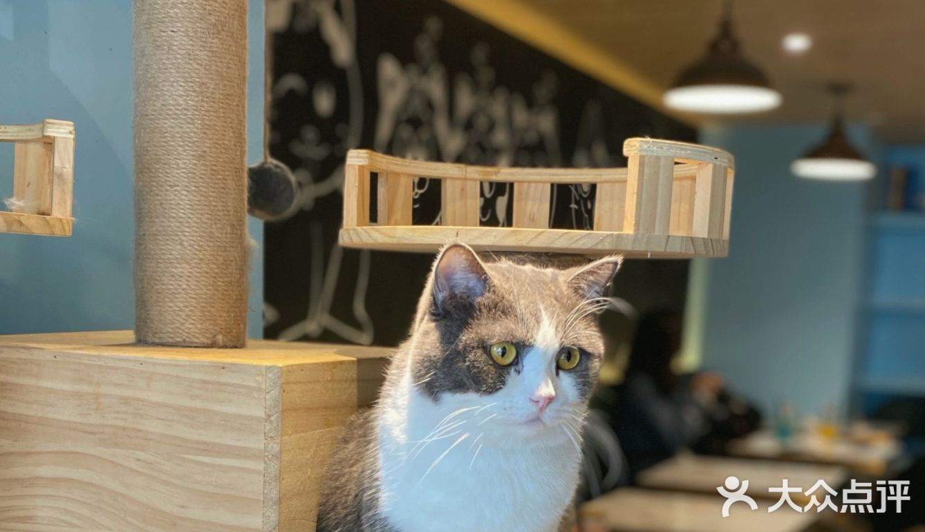 咖｜2只驼驼+27只猫猫的至尊服务