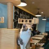 咖｜2只驼驼+27只猫猫的至尊服务