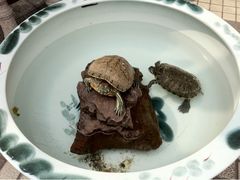 -静岸花卉园艺(三星坊店)