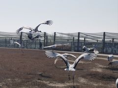 -盐城丹顶鹤湿地生态旅游区