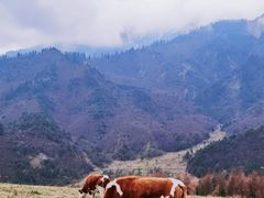 -硗碛藏寨·神木垒景区
