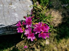 -桃花岛景观公园