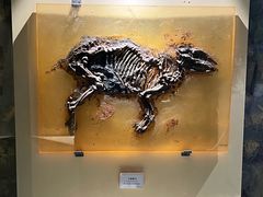 -辽宁古生物博物馆