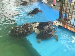 -北戴河圣蓝海洋公园