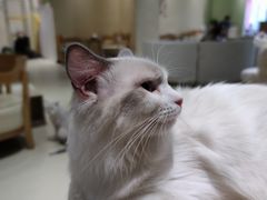 -藏猫猫咖啡主题馆(中央大道店)