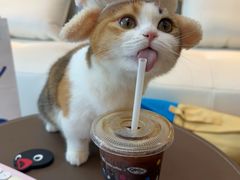 -翊宠yipet猫狗购宠庄园犬舍•猫舍