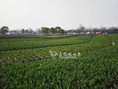 -荷兰花海