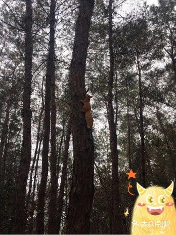 双流松鼠🐿️部落森林乐园 看小动物来这里准没错！