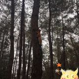 双流松鼠🐿️部落森林乐园 看小动物来这里准没错！