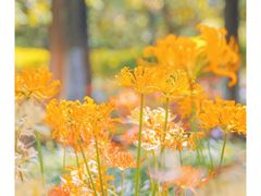 -白塘生态植物园