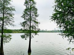 -海珠湖公园