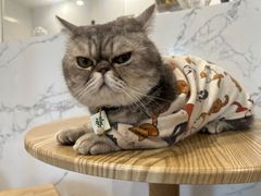 -楼上猫咖(罗湖店)