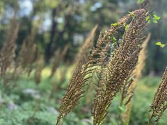 -黑龙江省森林植物园