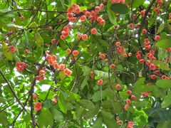 -柴犬高等学院·狗咖·柴犬售卖·宠物训练