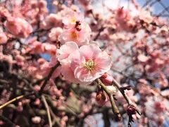 -京都冈本和服体验租赁店(祗园店)