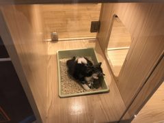 -屋虎猫馆(宝安大仟里店)