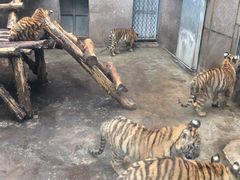 -西安秦岭野生动物园