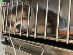 -宠爱国际动物医院· 猫科· 外科·中兽医(长白店)