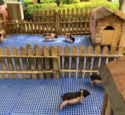 -萌宠亲子动物乐园(槐房万达店)