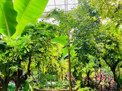 -呀路古热带植物园