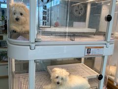 -翊宠yipet猫狗购宠庄园犬舍•猫舍