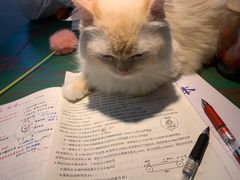 -喵喵咪呀布偶猫咖(春熙路店)