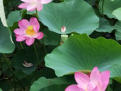 -西青郊野公园