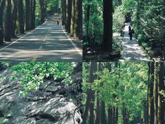 -缙云山景区