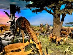 -国家自然博物馆