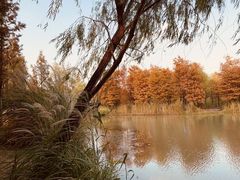 -梁鸿国家湿地公园