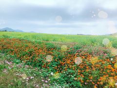 -光明小镇欢乐田园