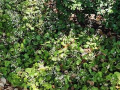 -上海市龙华烈士陵园