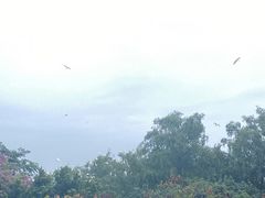 -大亚湾红树林城市湿地公园