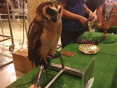 -清迈夜间动物园