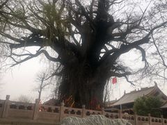 -大槐树寻根祭祖园