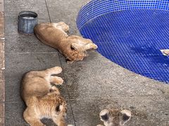 -秦皇岛野生动物园