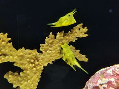 -上海海洋水族馆