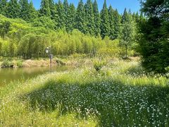 -黄海国家森林公园