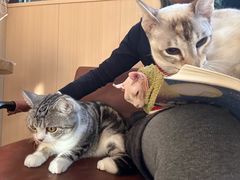 -MOCHA明星猫咖(田子坊店)