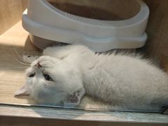 -BABIT巴比特宠物(MOMOPARK店)