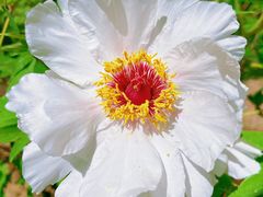 -石家庄市植物园